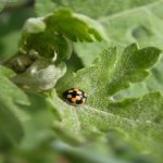 アブラムシの天敵の種類と生物学的防除方法について