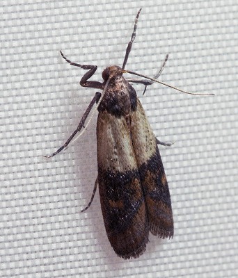 ノシメマダラメイガ　米に湧く害虫　小さい　蛾