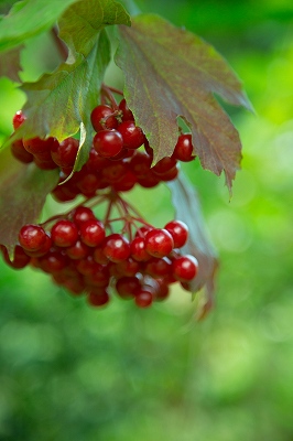 赤い実のなる木 食べられる 有毒な赤い果実22種まとめ