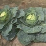 コナガの生態と無農薬で防除する方法をご紹介します！