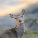 ニホンジカが庭に出現！生態・生息地・野生の鹿の危険性とは？