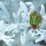 カメムシの臭いを取る方法｜手や服に付いた場合の洗い方