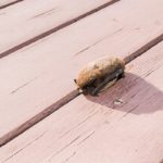 家に棲み付くコウモリの生態｜種類・寿命・ふん(糞)の形・病気や危険性
