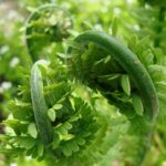 【山菜】こごみ(クサソテツ)｜その他シダ植物との見分け方のポイントは？