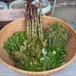 【全34種類】山菜の種類一覧｜春・夏・秋・冬の美味しい山菜まとめ