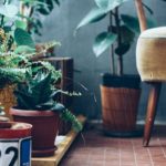 人気の観葉植物の種類一覧｜100均で買える育てやすい観葉植物30選