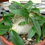 塊根植物(コーデックス)とは？大人の男がハマる魅力と人気の品種８選
