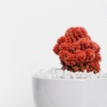 おしゃれな植木鉢の素材別の特徴とおすすめ｜テラコッタ鉢・リメイク缶など全8種類
