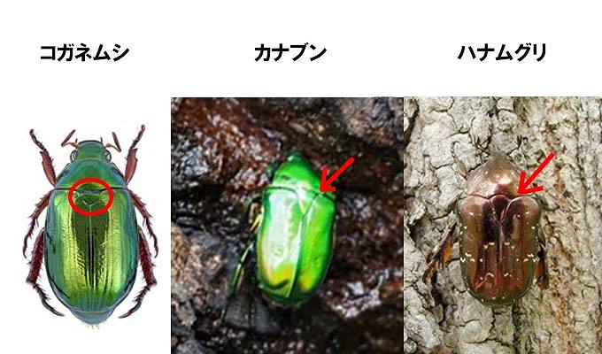コガネムシの生態と対策｜幼虫と成虫の駆除方法とコガネムシトラップの作り方