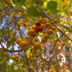 ツルウメモドキ(蔓梅擬)の育て方｜花言葉・盆栽の育て方・実は食べられる？