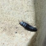 シデムシ(埋葬虫)｜ダンゴムシやワラジムシに似た特徴を持つ幼虫と生態