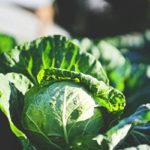 キャベツで作ったスープ＆味噌汁が臭い！薬品やカビのような異臭は農薬のせいではない！？