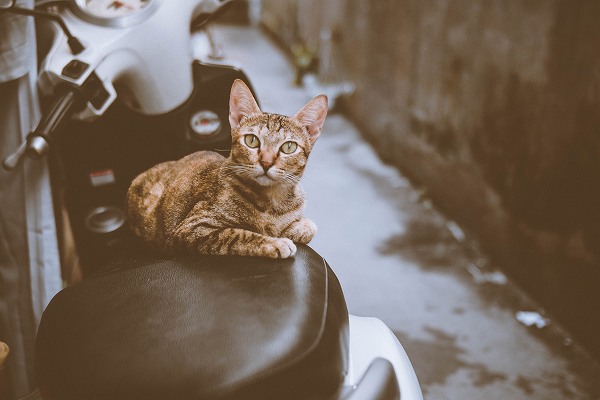 野良猫対策グッズの種類と特長｜私が超音波発生装置「番人くん」を選ん