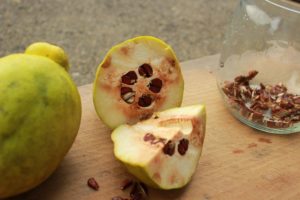 カリン(花梨)の食べ方と育て方|実&種の効能と毒性・のどに効くはちみつ漬けなどの使い道|おしえて!田舎センセイ!