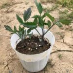 トマトとニラを一緒に植えるとトマトが病気になりにくいのはなぜ？