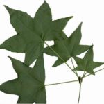 モミジバフウの葉