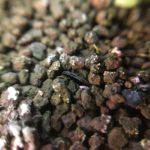 家の中の観葉植物の土にうごめく白い小さい虫「トビムシ」の駆除・対策【画像あり】