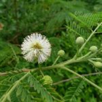 ギンネムの木の駆除に効果的な除草剤｜沖縄に生える侵略的外来種