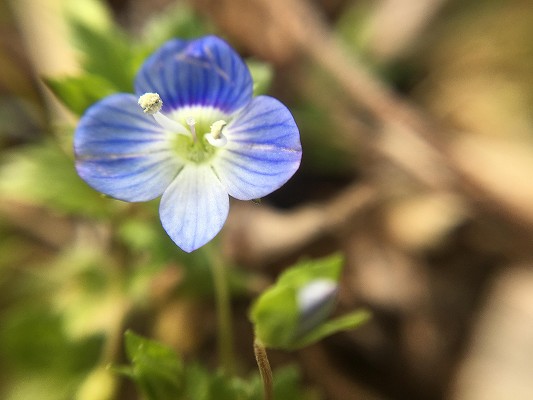青い小さい花の雑草「オオイヌノフグリ」｜名前の意味と由来になった果実の画像